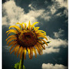 Sflower