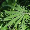 Ganja